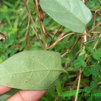 Aristolochia indica L.